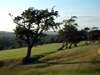 Trees at Studdon