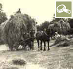 Loaded haywagons