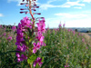 Willowherb vergeside